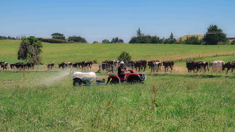 A farmer riding a red quad bike towing a Tow and Fert Multi 500 sprayer across a green dairy pasture, spraying liquid fertiliser with a herd of dairy cows in the background.