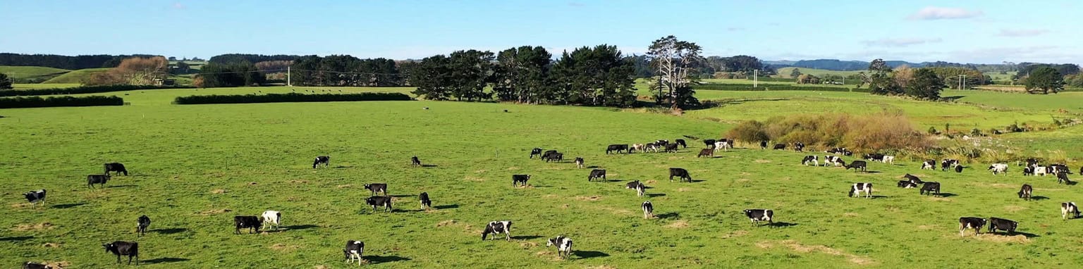 cows in taranaki