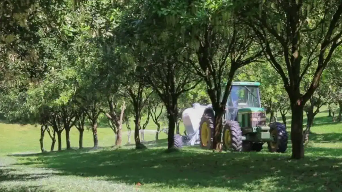 Tow and Fert unit towed by tractor through the macadamia orchard rows at Piccadilly Park, Byron Shire